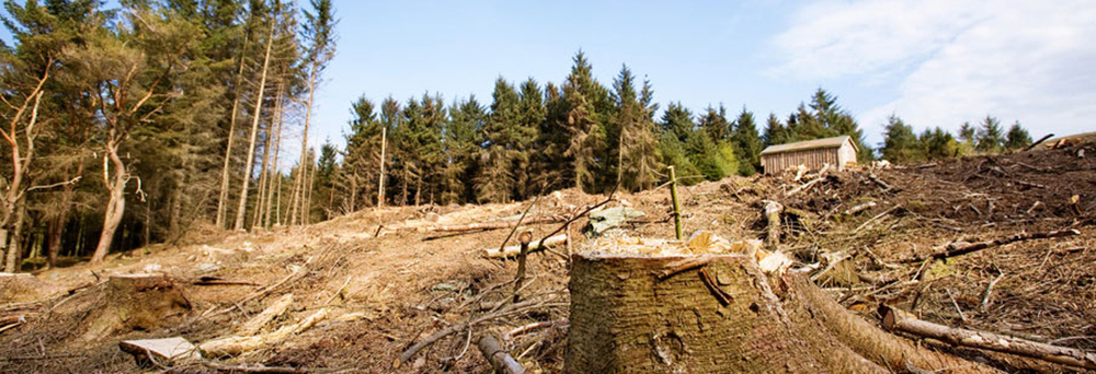 Lot Clearing
